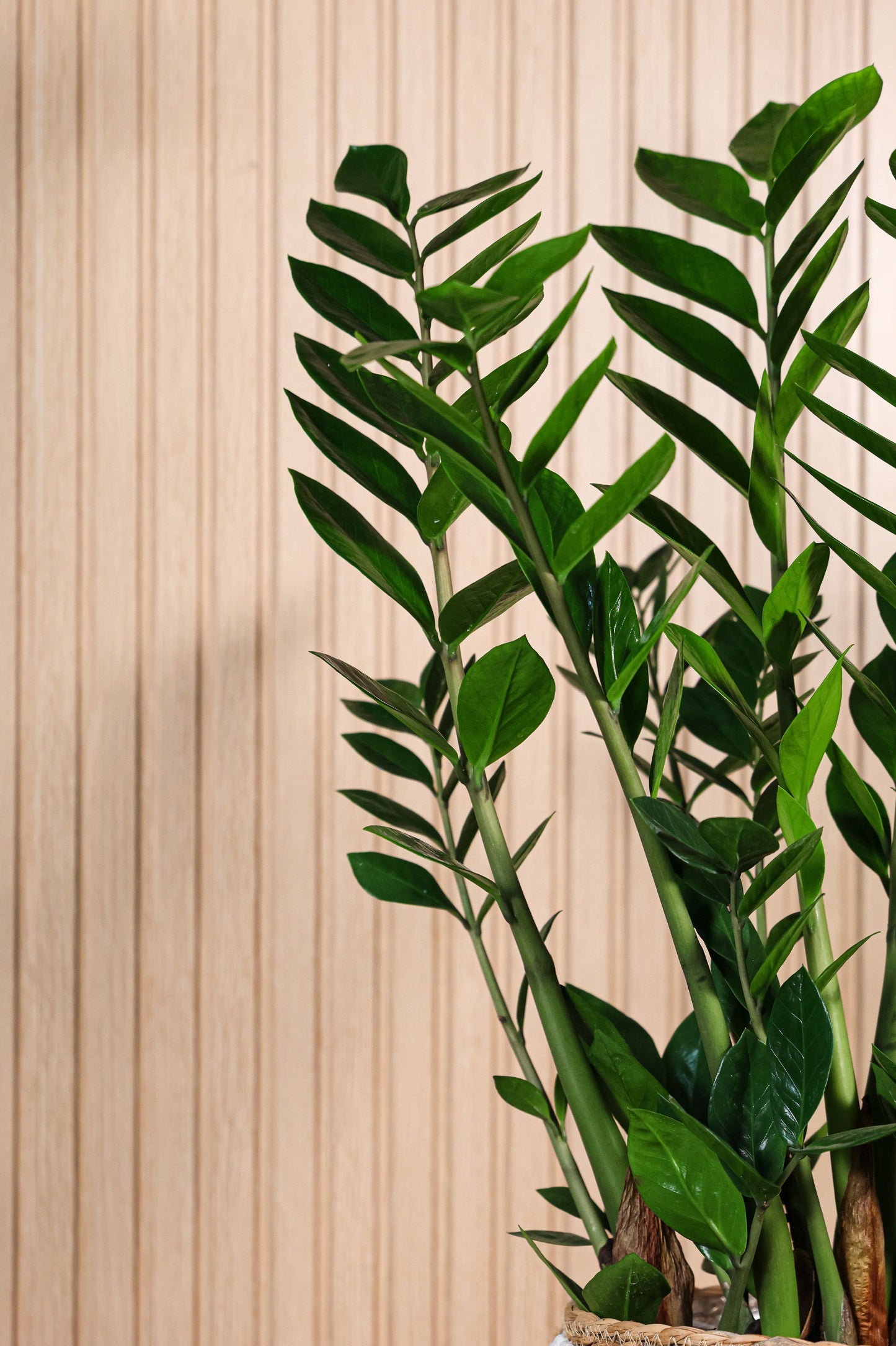 Detalle de hojas verdes brillantes de la planta Zamioculca o ZZ plant resistente y decorativa de Montseflower