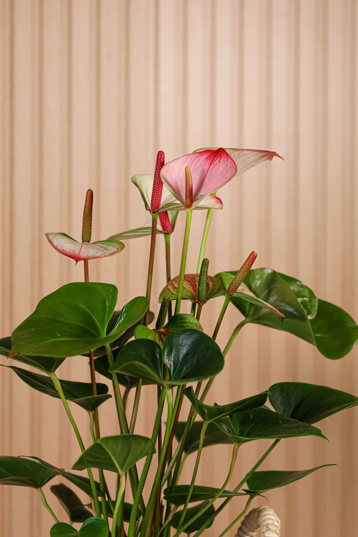 Detalle de hojas verdes brillantes y flor cerosa rosada del Anthurium o Anturio tropical de Montseflower
