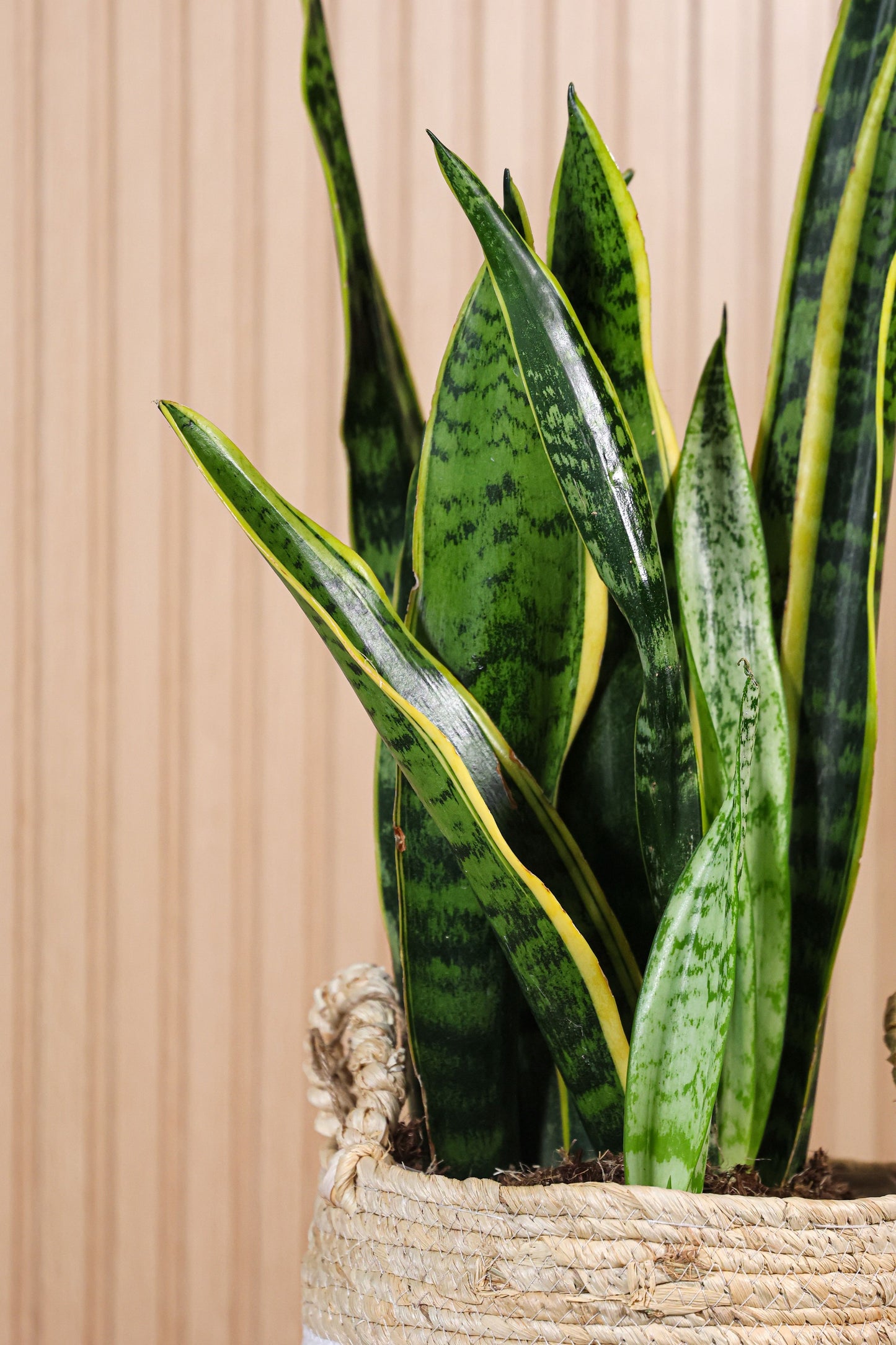 Detalle de hojas verdes con bordes amarillos de la planta Sansevieria o lengua de suegra, resistente y purificadora