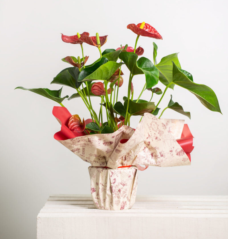 Plantas para el hogar