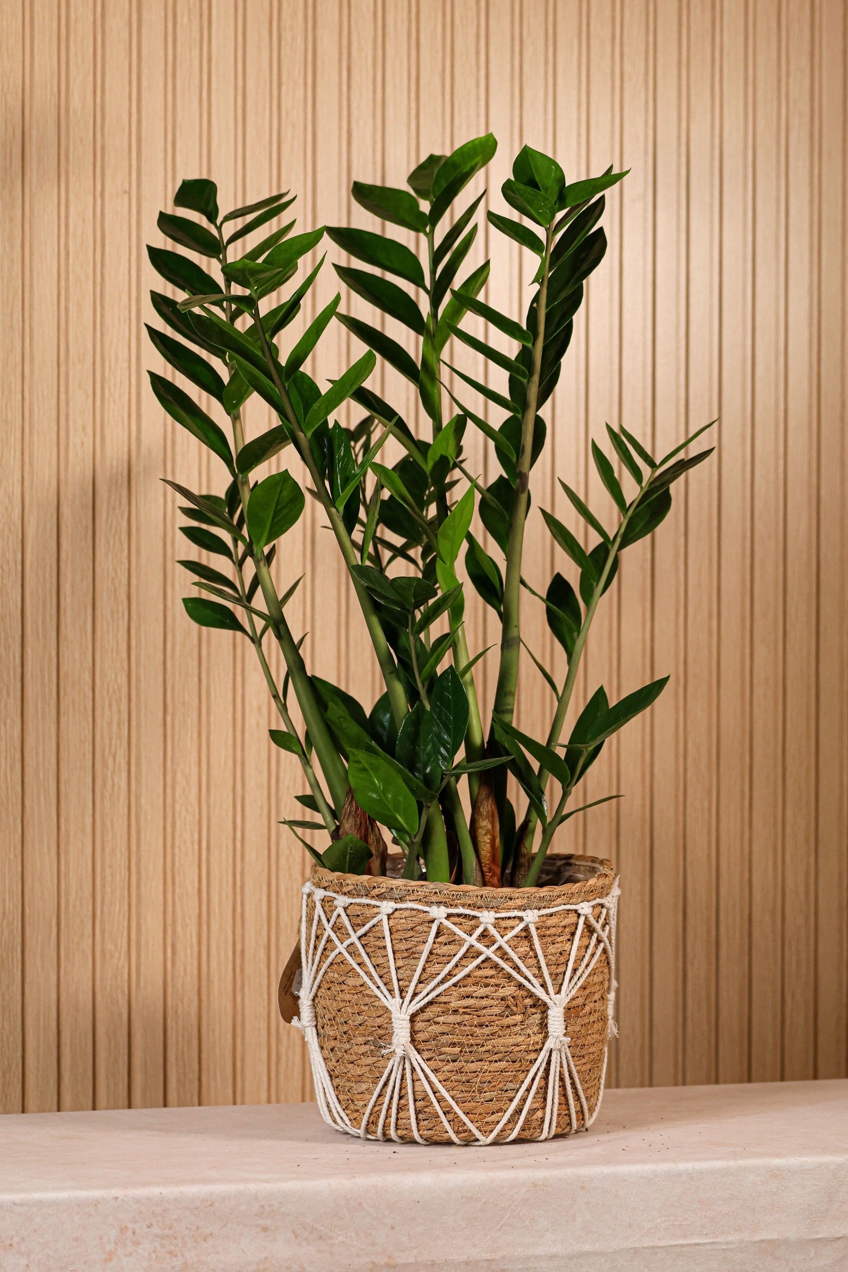 Planta Zamioculca de interior con hojas verdes brillantes en maceta decorativa ideal para espacios modernos y luminosos