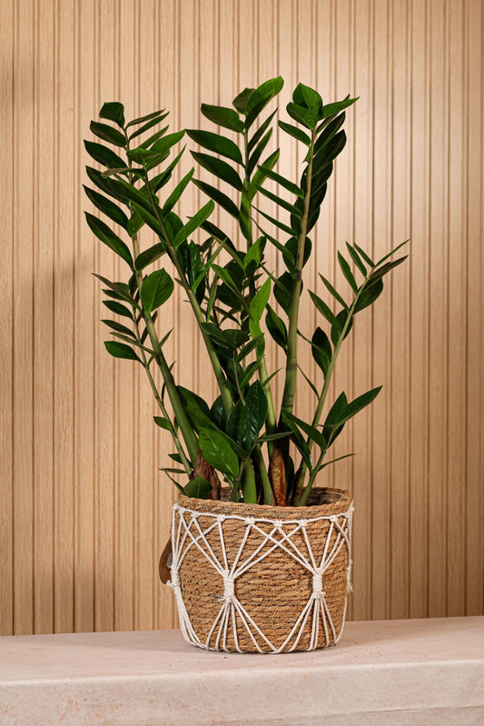 Planta Zamioculca de interior con hojas verdes brillantes en maceta decorativa ideal para espacios modernos y luminosos