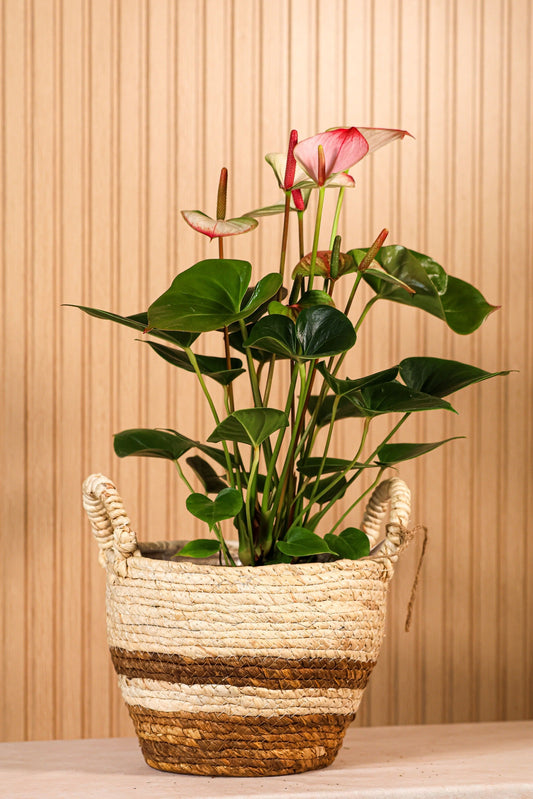 Planta Anthurium o Anturio de interior con hojas verdes brillantes y flores blancas y rosadas en forma de corazón sobre fondo neutro