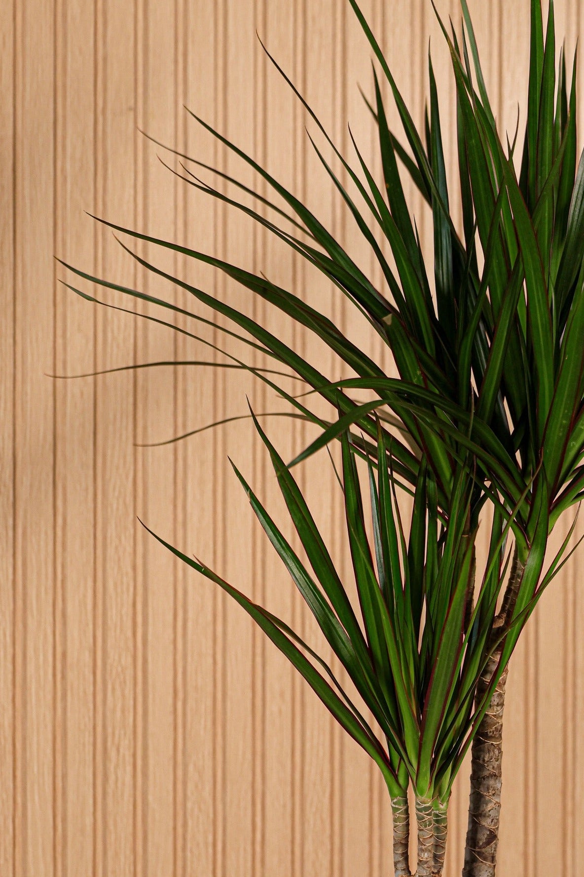 Detalle de hojas alargadas verdes con bordes rojizos de la planta Drácena o Dracaena decorativa de Montseflower