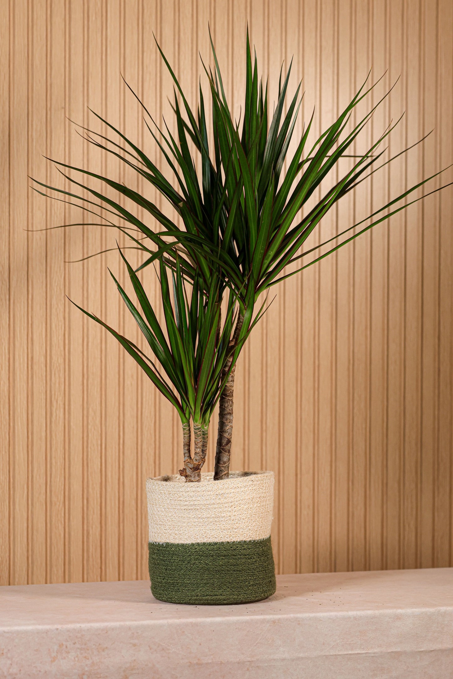 Planta Drácena o Dracaena de interior con hojas verdes y bordes rojizos en maceta decorativa ideal para ambientes modernos