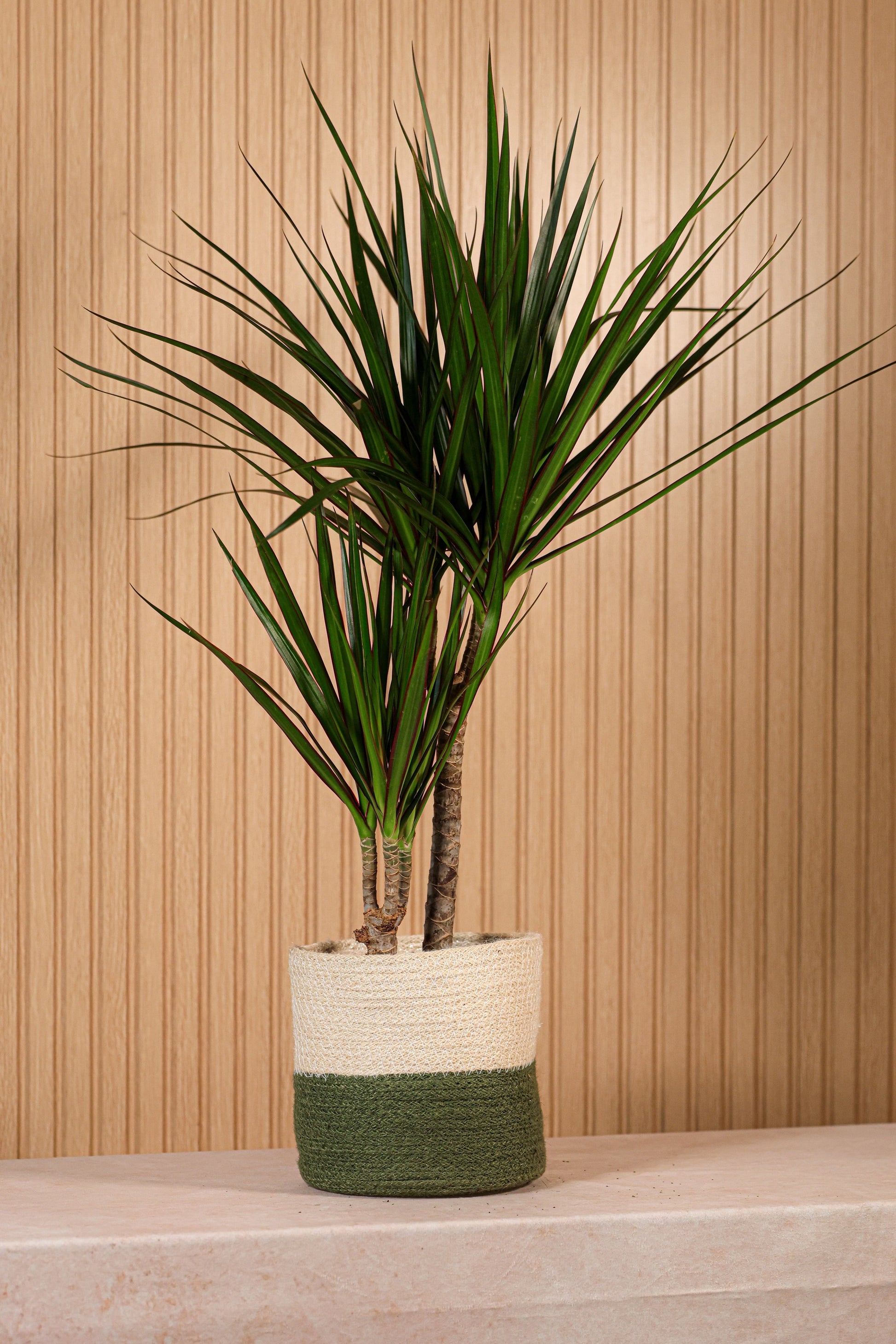 Planta Drácena o Dracaena de interior con hojas verdes y bordes rojizos en maceta decorativa ideal para ambientes modernos