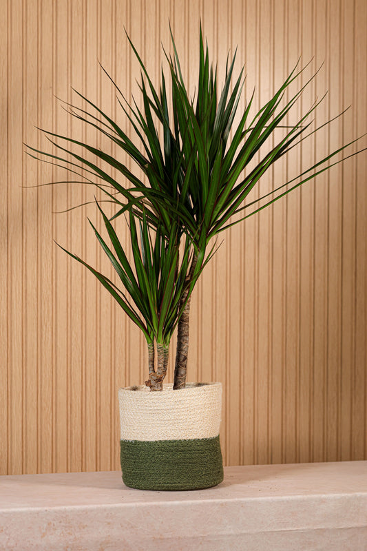 Planta Drácena o Dracaena de interior con hojas verdes y bordes rojizos en maceta decorativa ideal para ambientes modernos