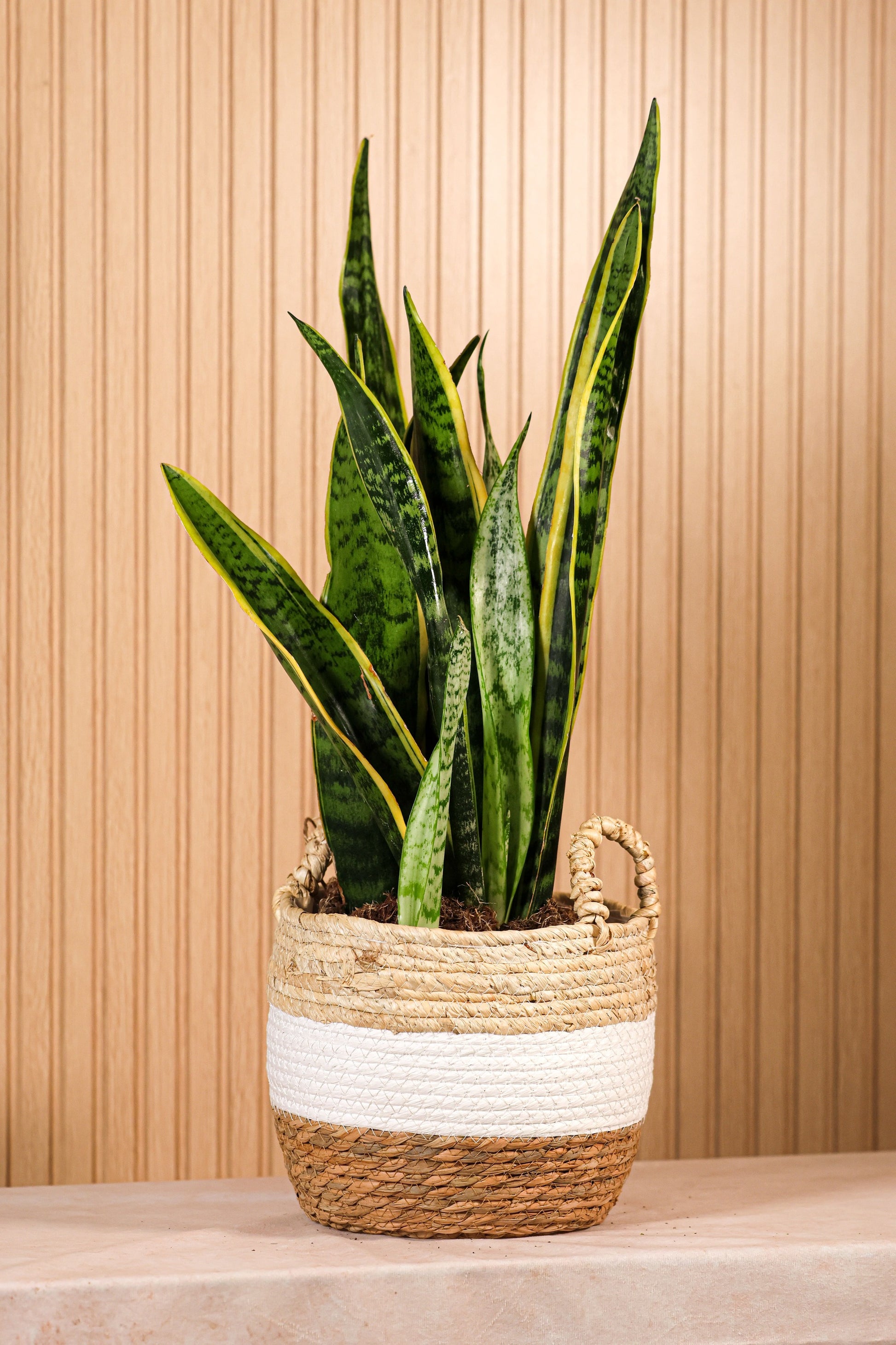 Planta Sansevieria o lengua de suegra en maceta decorativa, con hojas verdes verticales y rayas amarillas ideal para interiores modernos